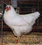 Chantecler Chickens